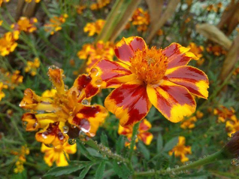 Santa Eulalia, Huehuetenango: “Flores del campo”